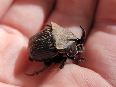 Phanaeus triangularis