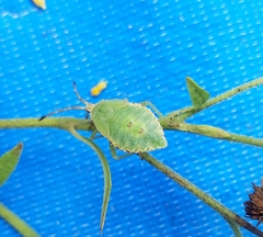 Piezogaster calcarator