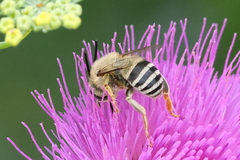 Anthophora urbana