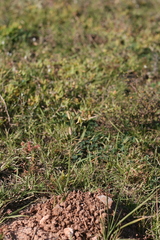 Albuca cooperi