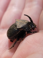 Phanaeus triangularis
