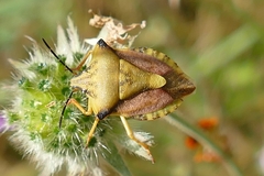 Carpocoris fuscispinus