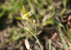 Albuca cooperi