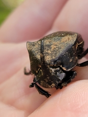 Phanaeus triangularis