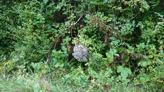 Dolichovespula maculata