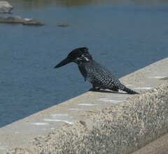 Megaceryle maxima maxima