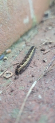 Spodoptera ornithogalli