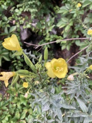 Oenothera biennis