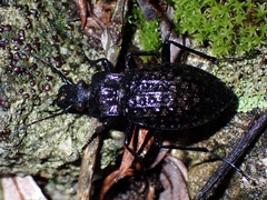 Carabus variolosus