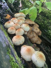 Pholiota squarrosa