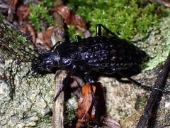 Carabus variolosus