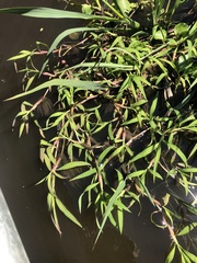 Paspalum repens