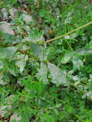 Erysiphe trifoliorum