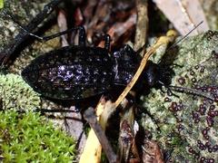 Carabus variolosus