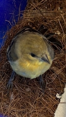 Spinus psaltria