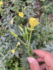 Oenothera biennis