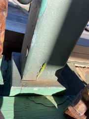 Phelsuma laticauda