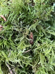 Kindbergia oregana