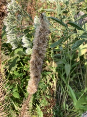 Liatris spicata