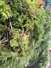 Kindbergia oregana