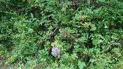 Dolichovespula maculata