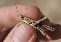 Derotmema laticinctum