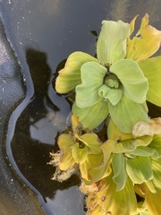 Pistia stratiotes