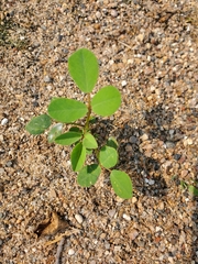 Faboideae