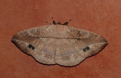 Sphingognatha asclepiades