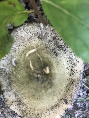 Heterophyllidia