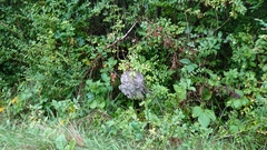 Dolichovespula maculata