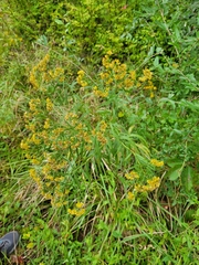 Euthamia graminifolia