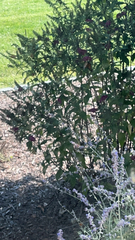Buddleja davidii