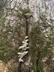 Rigidoporus populinus