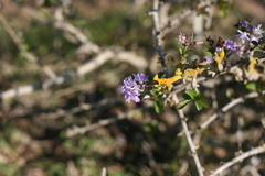 Ehretia rigida