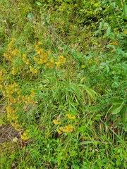 Euthamia graminifolia