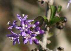 Ehretia rigida