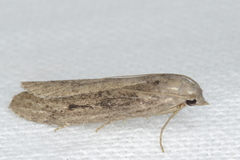 Aphomia terrenella