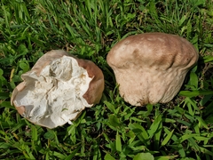 Lycoperdaceae