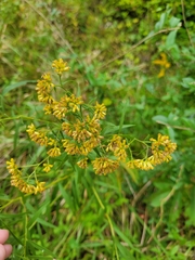 Euthamia graminifolia