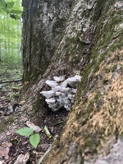Rigidoporus populinus
