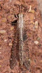 Myrmeleontiformia