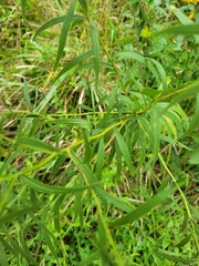 Euthamia graminifolia