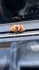 Cryptocephalus