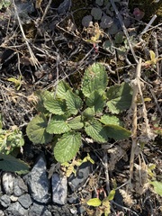Dracocephalum thymiflorum