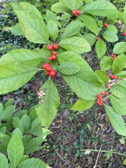 Ilex