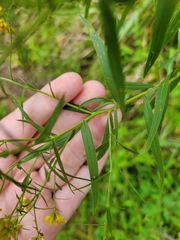 Euthamia graminifolia
