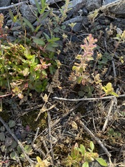 Dracocephalum thymiflorum