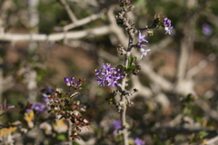 Ehretia rigida