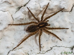 Pardosa monticola